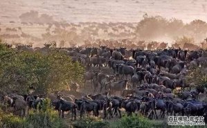 《地球脈動(dòng)》官方宣傳片帶你領(lǐng)略超清晰4K